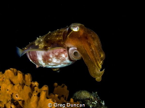 Cuttle fish by Greg Duncan 